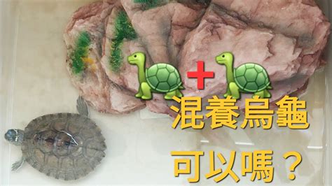 烏龜有骨頭嗎|【烏龜有骨頭嗎】原來烏龜有骨頭？揭開烏龜骨骼結構的詭異真相。